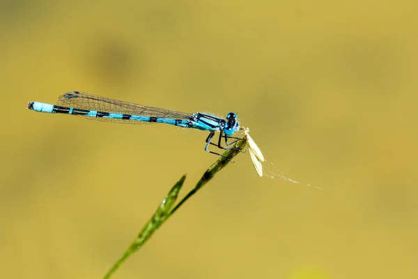 Μπλε dragonfly που κάθεται σε μια λεπίδα της χλόης — Φωτογραφία Αρχείου