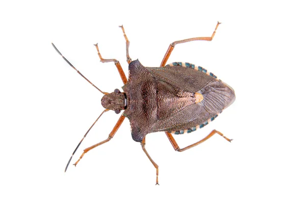 Brown shield bug on a white background — Stock Photo, Image