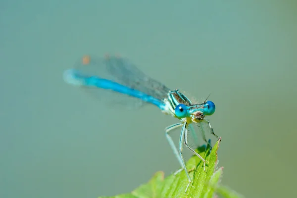 Libellule bleue assise sur un brin d'herbe — Photo