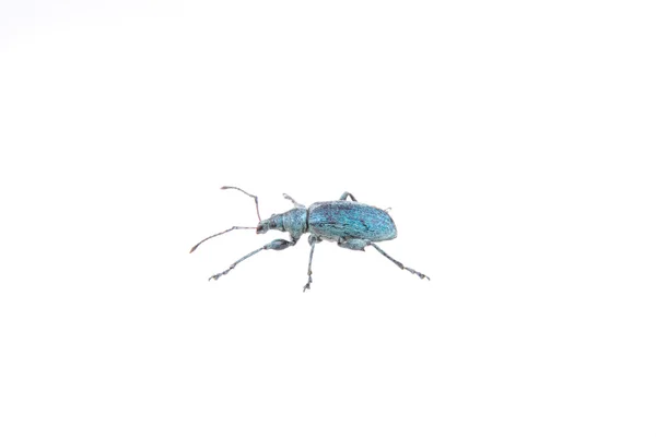 Beyaz zemin üzerinde mavi böcek — Stok fotoğraf
