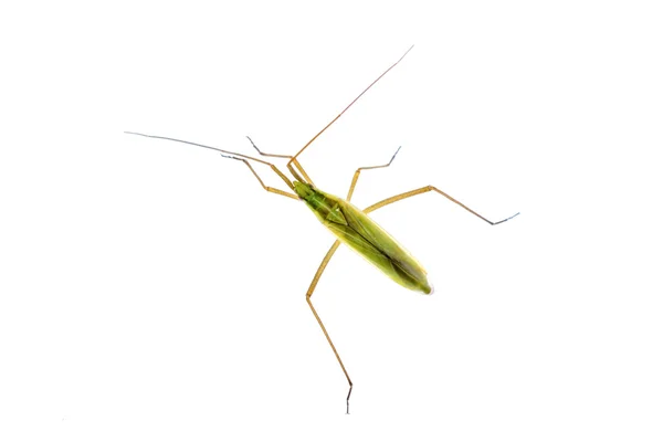 Зеленое насекомое изолировано на белом фоне — стоковое фото