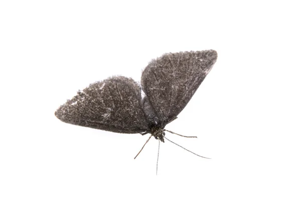 Mariposa negra sobre un fondo blanco — Foto de Stock