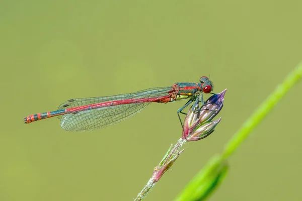 Çim bir bıçak üzerinde oturan kırmızı yusufçuk — Stok fotoğraf