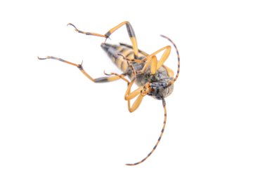 Beyaz zemin üzerine sarı siyah hata