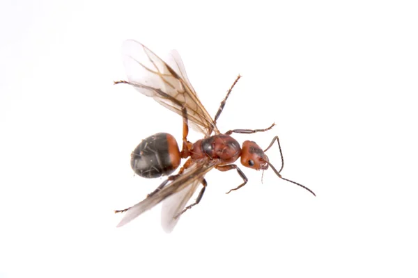 Insecto marrón sobre fondo blanco — Foto de Stock