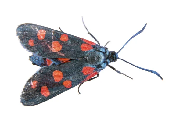 Schwarzer Schmetterling mit roten Punkten auf weißem Hintergrund — Stockfoto