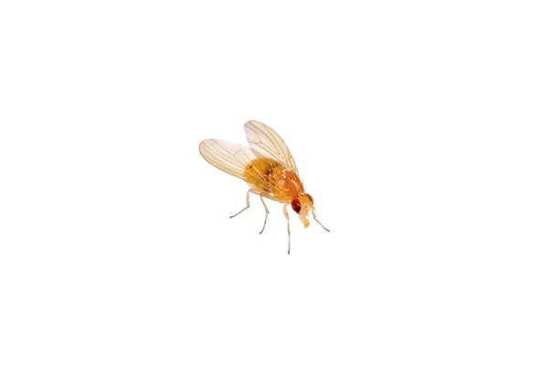 Mosca beige sobre fondo blanco —  Fotos de Stock