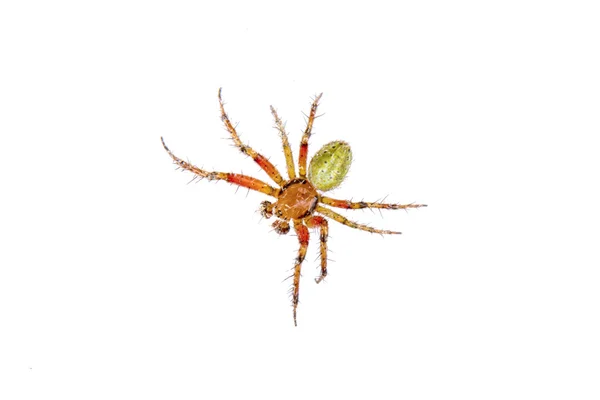 Orange green spider on a white background — Stock Photo, Image