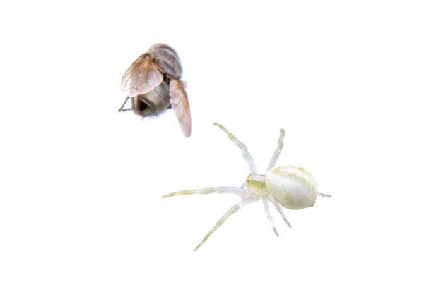 Araña blanca con mosca sobre fondo blanco —  Fotos de Stock