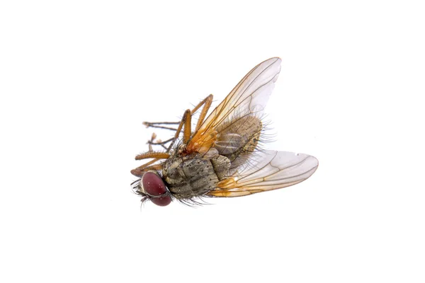 Коричневая муха на белом фоне — стоковое фото