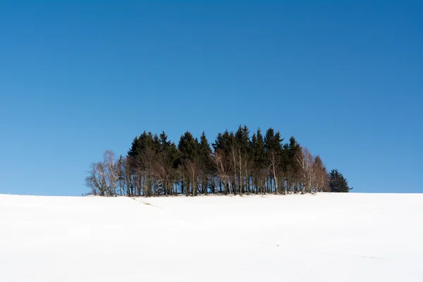 Hain auf einem schneebedeckten Hügel — Stockfoto