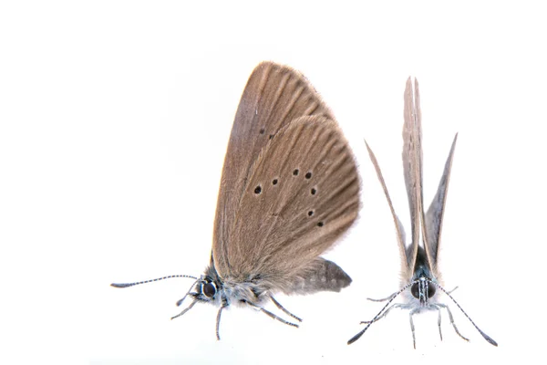 Twee brown vlinders op een zwarte achtergrond — Stockfoto