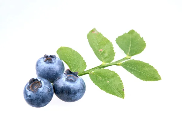 Three blueberry and leaves on white background — Stock Photo, Image