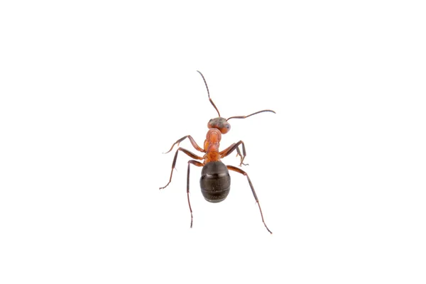 Hormiga marrón sobre fondo blanco — Foto de Stock