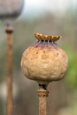 Olgun yatak süsleri