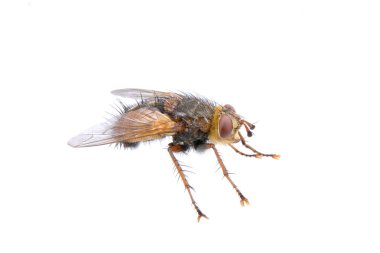 Beyaz arkaplanda uç