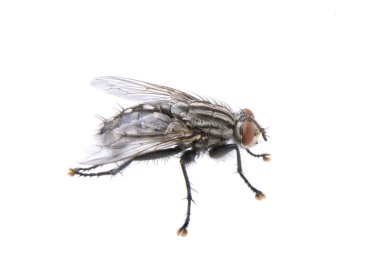 Beyaz arkaplanda uç