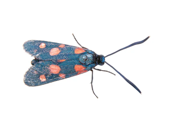 Zes-spot burnet op de witte achtergrond — Stockfoto