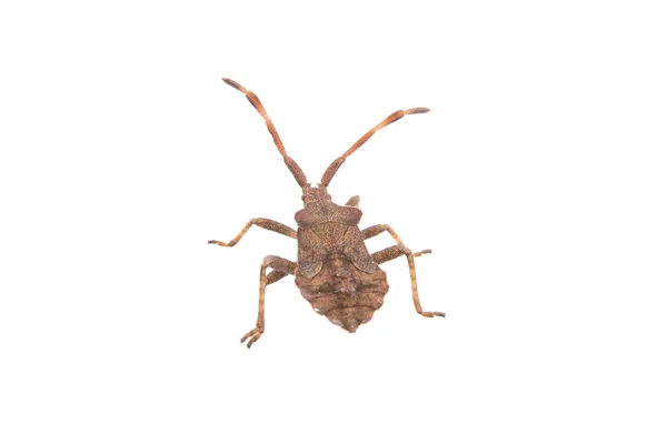 Brown Dock Bug op een witte achtergrond — Stockfoto