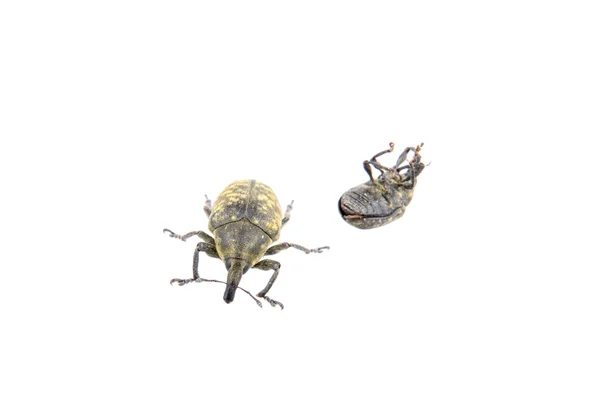 Black bugs em um fundo branco — Fotografia de Stock