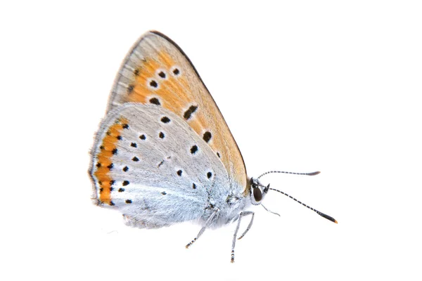 Borboleta colorida sobre um fundo branco — Fotografia de Stock