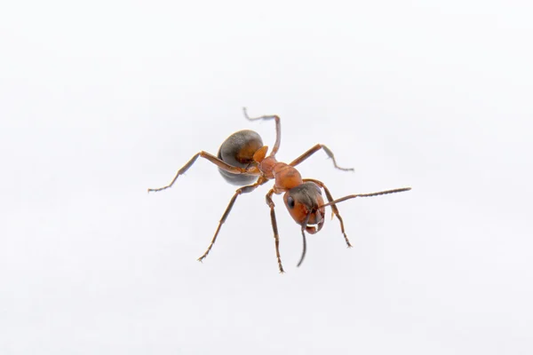 Braune Ameise auf weißem Hintergrund — Stockfoto