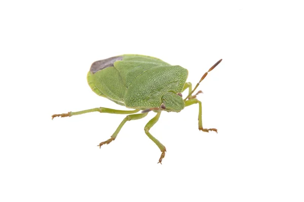 Green shield bug on a white background — Stock Photo, Image
