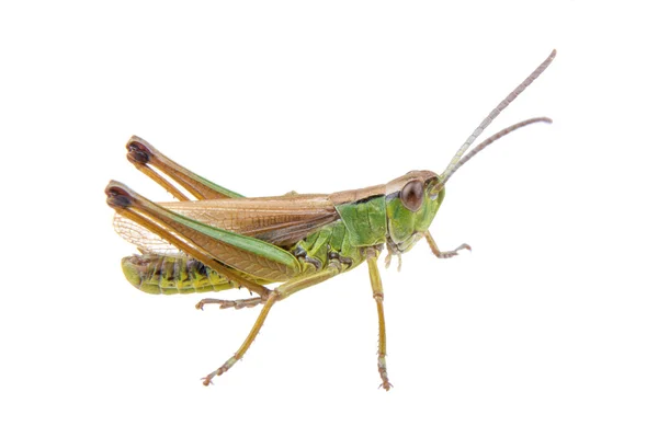 Groen bruin sprinkhaan op een witte achtergrond — Stockfoto