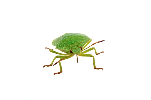 Green shield bug on a white background — Stock Photo, Image