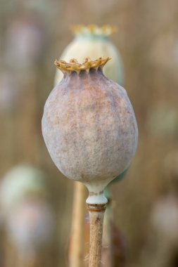 Olgun yatak süsleri