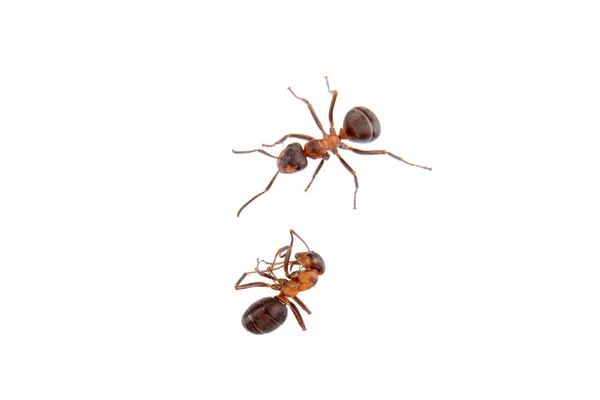 Hormigas sobre un fondo blanco — Foto de Stock