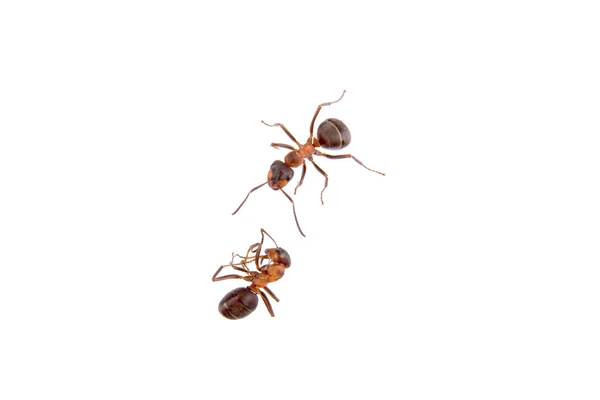 Hormigas sobre un fondo blanco — Foto de Stock