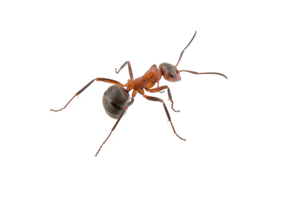 Brown ant on a white background — Stock Photo, Image