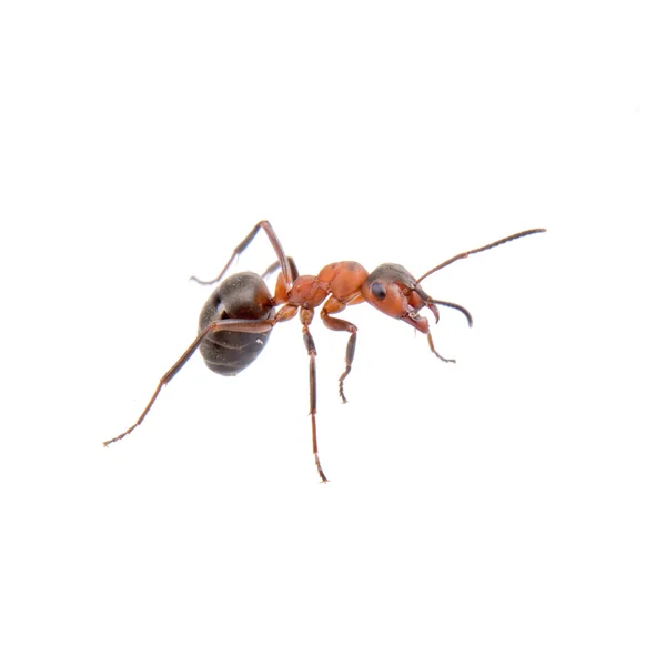 Braune Ameise auf weißem Hintergrund — Stockfoto
