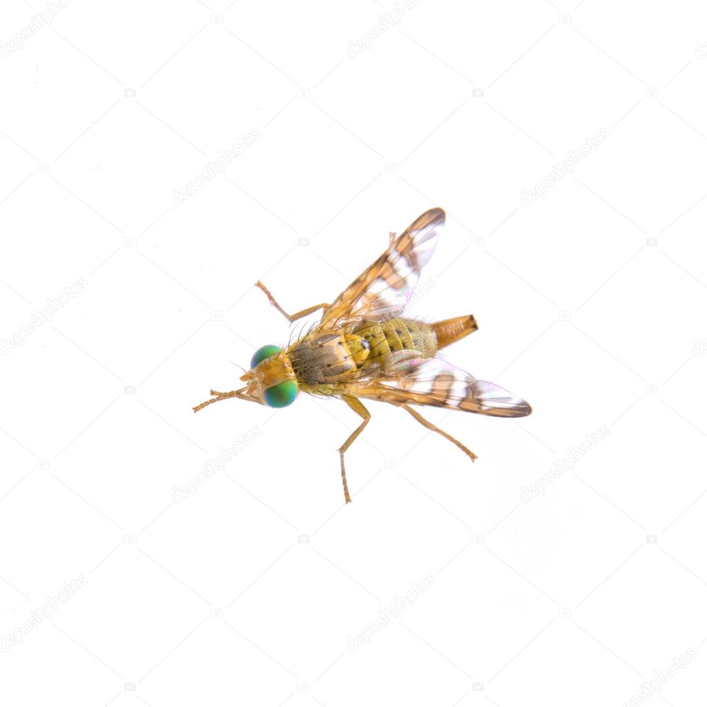 Fly with green eyes on a white background