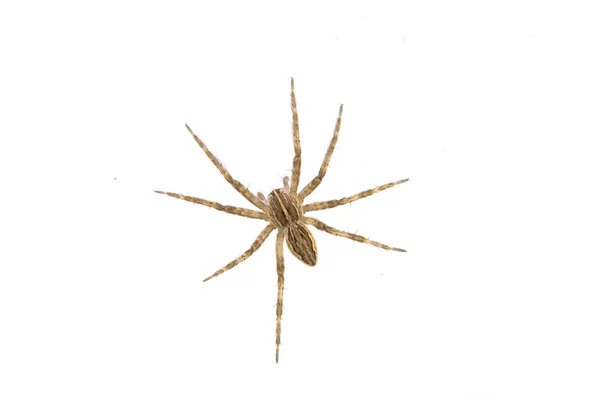 Brown spider on a white background — Stock Photo, Image