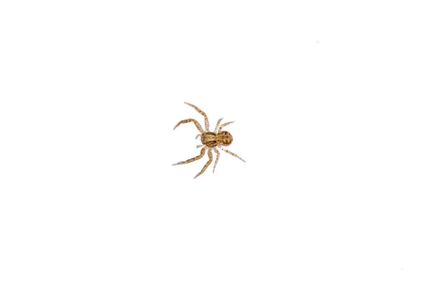 Коричневый паук на белом фоне — стоковое фото