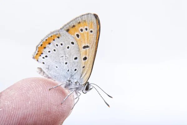 Gekleurde vlinder zittend op de vinger op de witte achtergrond — Stockfoto