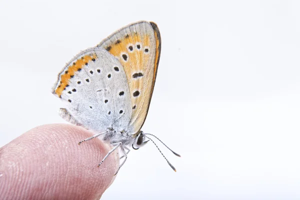 Borboleta colorida sentada no dedo sobre o fundo branco — Fotografia de Stock