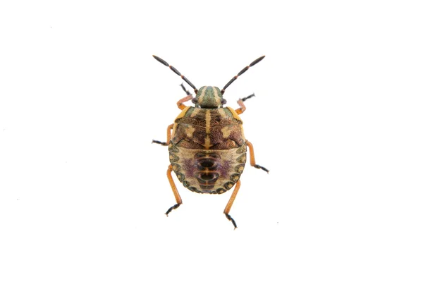 Bruin schild bug op een witte achtergrond — Stockfoto