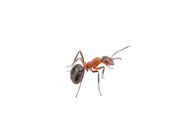 Καφέ μυρμήγκι σε λευκό φόντο — Φωτογραφία Αρχείου