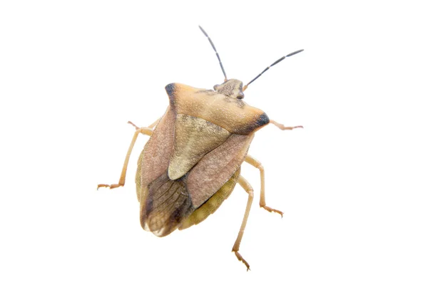 Bug escudo marrom em um fundo branco — Fotografia de Stock