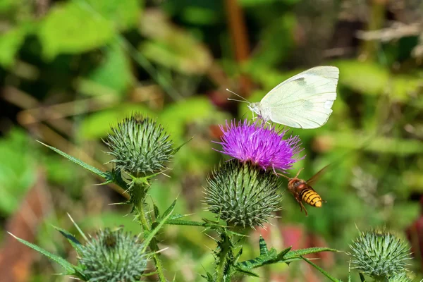 アザミの花と飛んでいるハチに座って白い蝶 — ストック写真