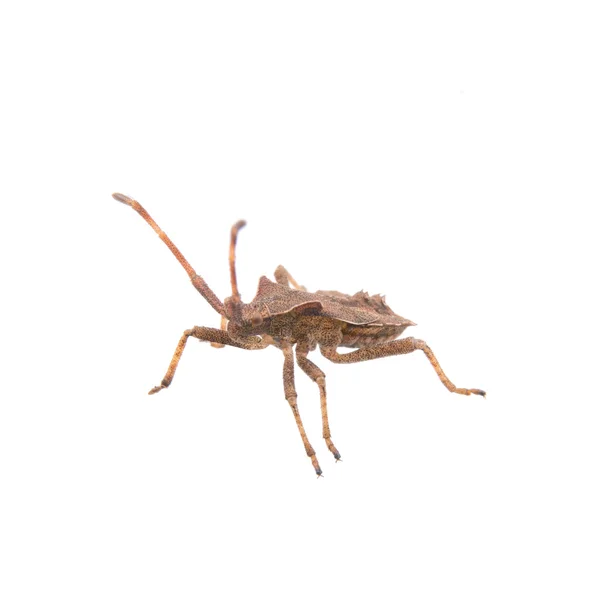 Bug escudo marrom em um fundo branco — Fotografia de Stock