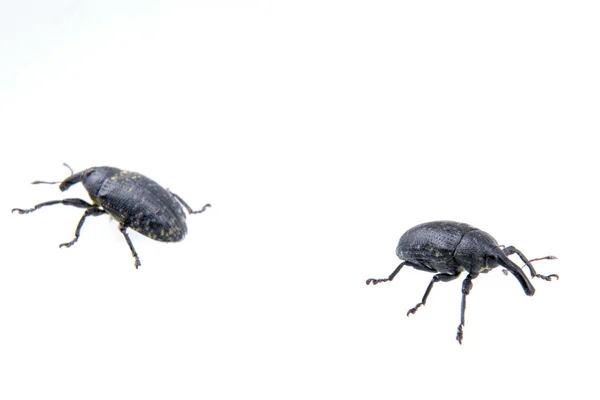 Dos bichos negros sobre un fondo blanco —  Fotos de Stock