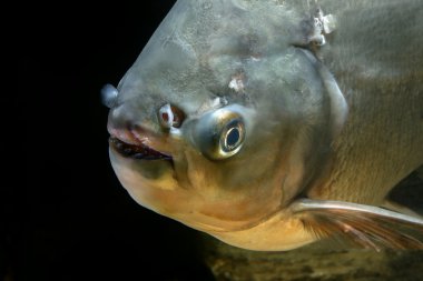 Ayrıntı baş piranha balık