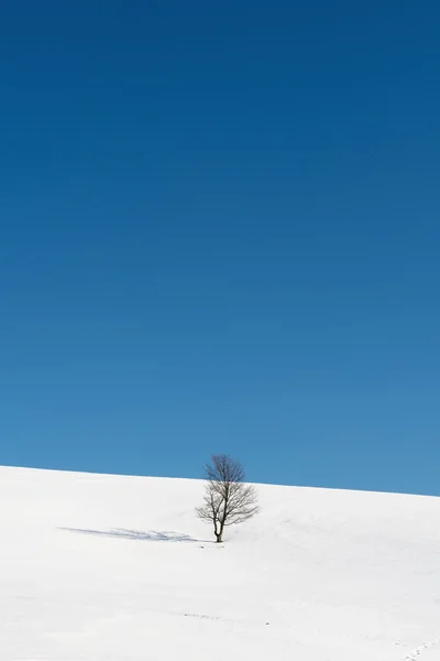 Ağaç ayakta karlı ovaları ortasında — Stok fotoğraf