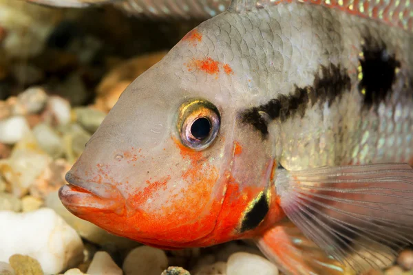 Detalhe da cabeça de peixe de ciclídeo — Fotografia de Stock