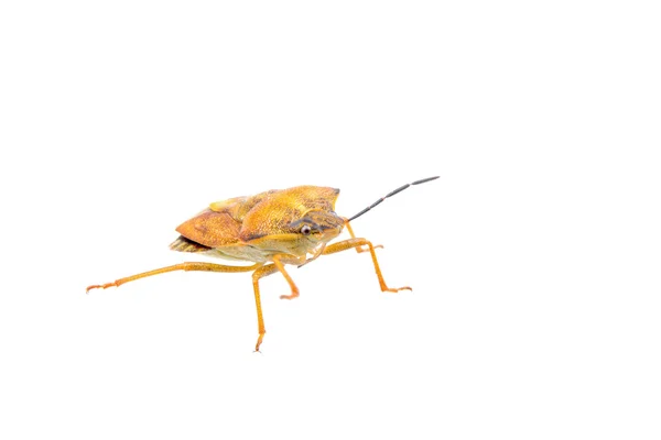 Bug bouclier brun sur un fond blanc — Photo