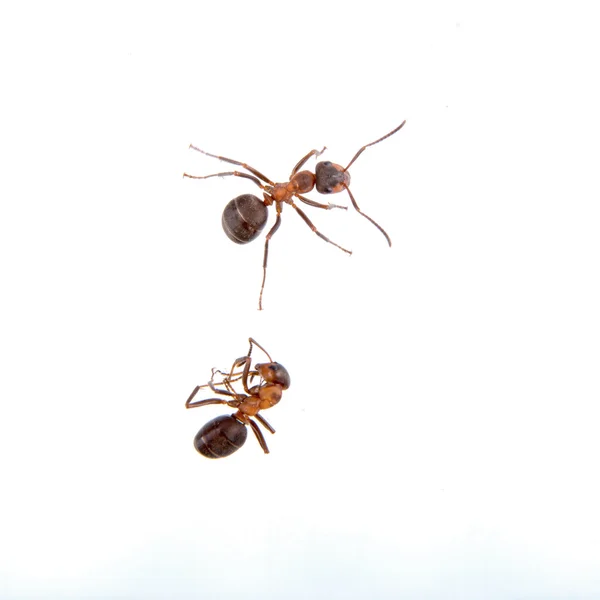 Dos hormigas sobre un fondo blanco — Foto de Stock
